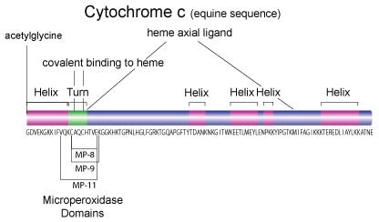 Cytochrome c Equine Sequence