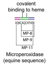 Microperoxidase