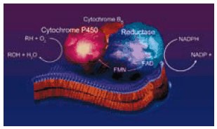 hepatic microsomal cytochrome P450