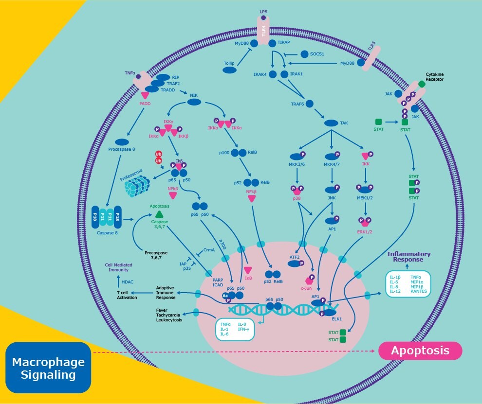 Inflammatory Response Pathway Cell signaling involved with the inflammatory response pathway. This includes stimulation of IL-1β, IL-6, IL-8, IL-12, TNFα, MIP1α, MIP1β, and RANTES.