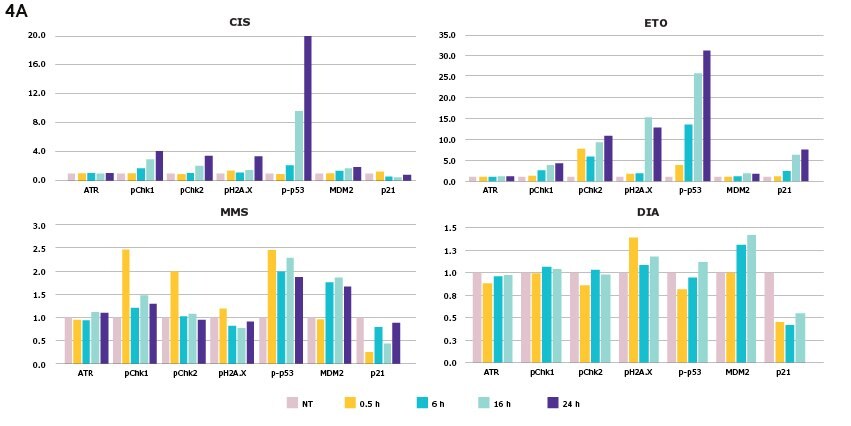 Changes in DNA damage response based on genotoxic and non-genotoxic compound treatment over a time course of 0, 0.5, 6, 16, and 24 hours in HepG2 cells. Analytes include total ATR, pChk1, pChk2, pH2A.X, p-p53, total MDM2, and total p21.