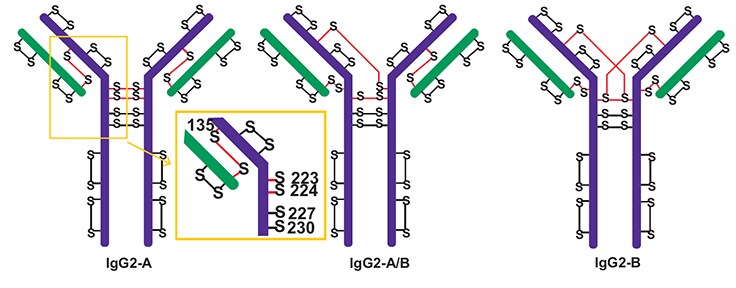 Major disulfide isoforms of IgG2 antibodies