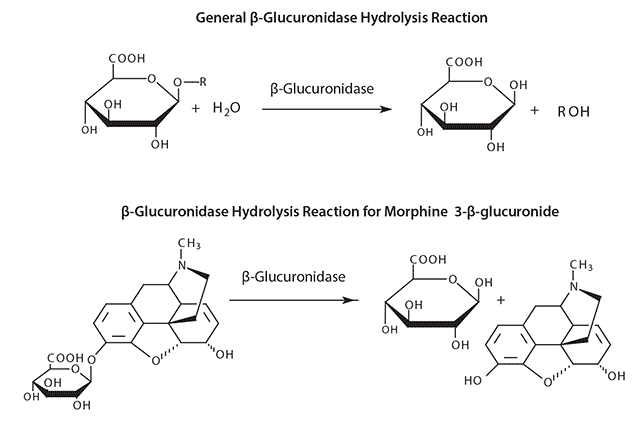 β-Glucuronidase Hydrolysis Reaction