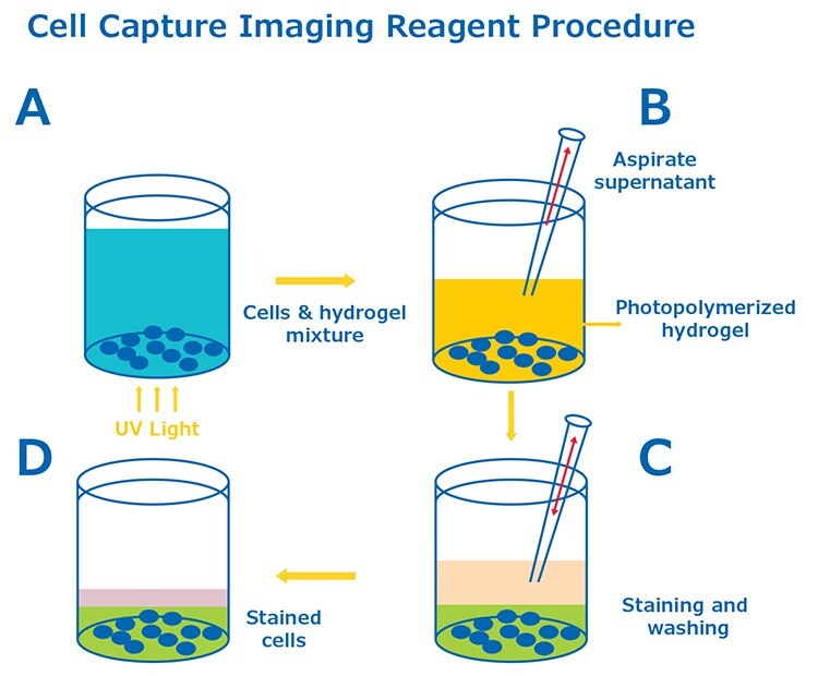Cell Capture Imaging Reagent Procedure Cell Capture Imaging Reagent Procedure