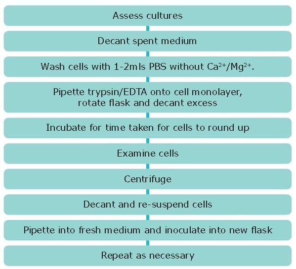 Cell Culture Protocol 4: Subculture of Semi-Adherent Cell Lines