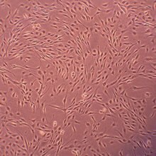 cn304-05-cells