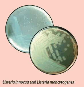 Listeria mono Differential Agar
