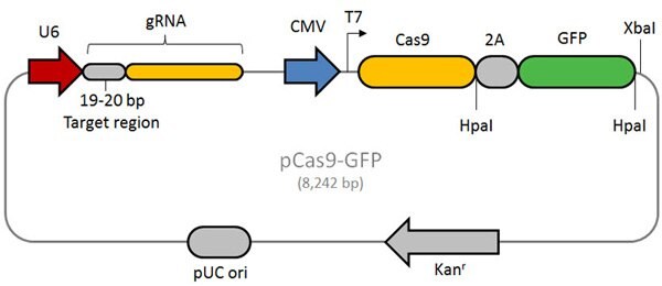 Schematic of the CRISPR/Cas-GFP vector.