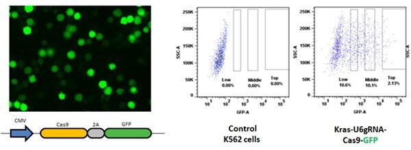 The delivery of Cas9-GFP expression cassettes can easily be monitored by microscopy or FACS . 