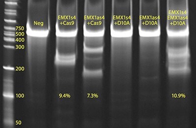 CEL I image of CRISPR01 positive control (lane labeled EMX1s4+Cas9) and CRISPR02 positive control (lane labeled EMX1s4, EMX1as4+D10A) CEL I image of CRISPR01 positive control (lane labeled EMX1s4+Cas9) and CRISPR02 positive control (lane labeled EMX1s4, EMX1as4+D10A)