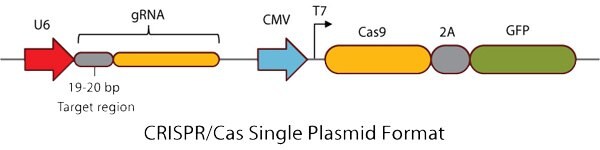 CRISPR/Cas Single Plasmid Format CRISPR/Cas Single Plasmid Format