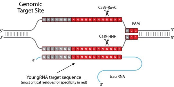 Genomic Target Site Genomic Target Site