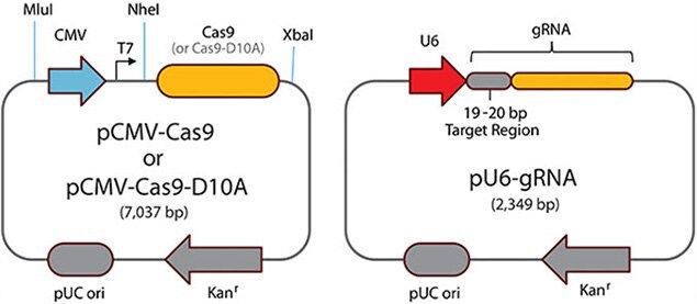 Paired Cas9 Nickases Paired Cas9 Nickases