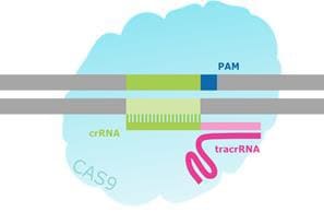 Schematic of a CRISPR/Cas-Targeted Double Strand Break. Schematic of a CRISPR/Cas-Targeted Double Strand Break.