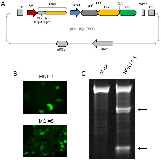 (A) Vector map of the all-in-one lenti CRISPR vector. (B) GFP signal post-transduction of HEK293 cells with particles made via pLV-U6g-EPCG. (C) HeLa cells were transduced with lentivirus (pLV-U6g-EPCG) followed by selection on puromycin and 6TG treatment to enrich for HPRT1 knockouts. Insertions and deletions were detected at the gRNA target site via mismatch assay (CEL-I). Lentiviral CRISPR