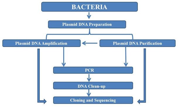 Workflow for nucleic acid preparation and purification from plasmids