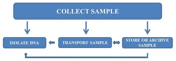Workflow for sample collection, transport, archiving, and DNA purification.