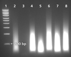 GenomePlex® Whole Genome Amplification Performed on Plant Samples