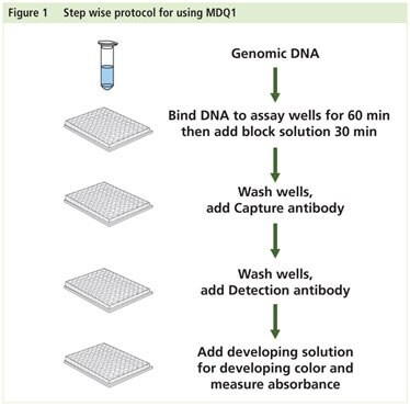 Imprint Methylated DNA Quantification Workflow