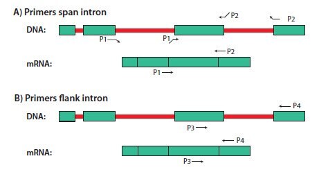 Illustration of (A) intron-spanning and (B) intron-flanking primers for RT-PCR