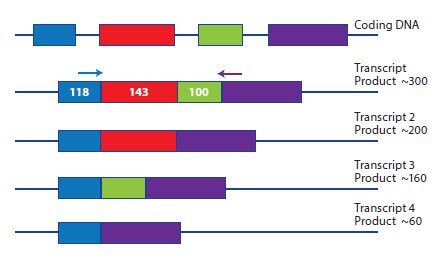 A schematic representation of a gene expressed as four potential splice variants.
