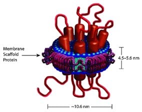 Nanodisc Containing 7-TM Protein