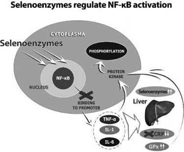 Selenium supplementation leads to the inhibition of NF-KB binging to promotor genes, attenuation of cytokine release, and subsequent suppression of CRP synthesis. 