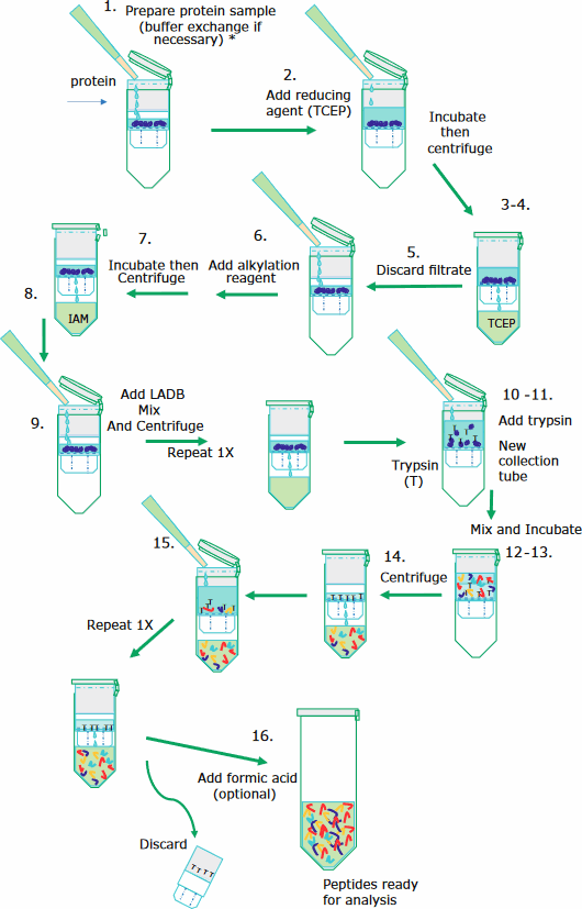 Step-by-step instructions for the denaturation, reduction, alkylation, and digestion of monoclonal antibodies. Step-by-step instructions for the denaturation, reduction, alkylation, and digestion of monoclonal antibodies.