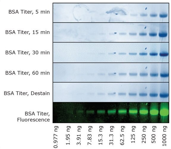 12% mPAGE® Bis-Tris gel loaded with 2-fold serial dilutions of BSA and run with MOPS buffer at 200V for 30 minutes
