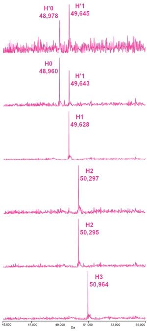 Deconvoluted mass spectra of the heavy chain species of the deglycosylated, reduced ADC Mimic