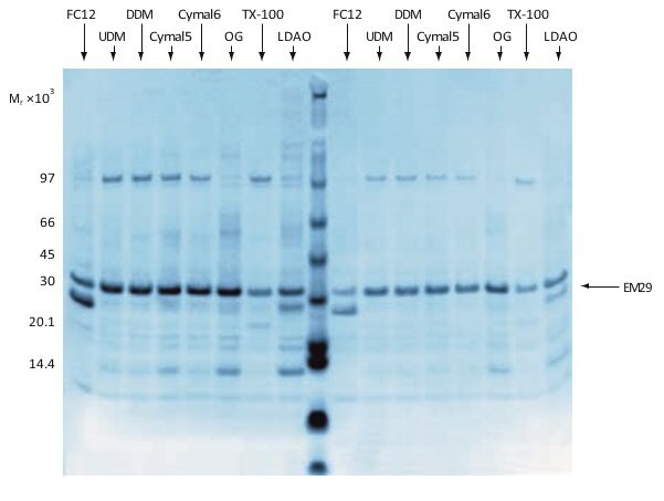 Analysis by SDS-PAGE and Coomassie Blue staining of a combined expression screening and preliminary solubilization screening