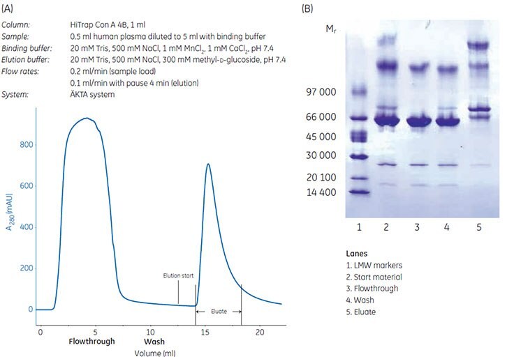 Chromatographic enrichment of glycoproteins from human plasma