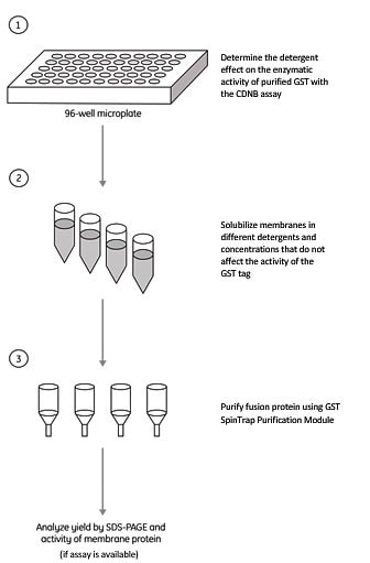 Detergent screening assay for a GST-tagged membrane protein