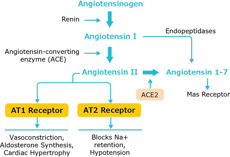 ACE signaling pathway and ACE-mediated physiological responses