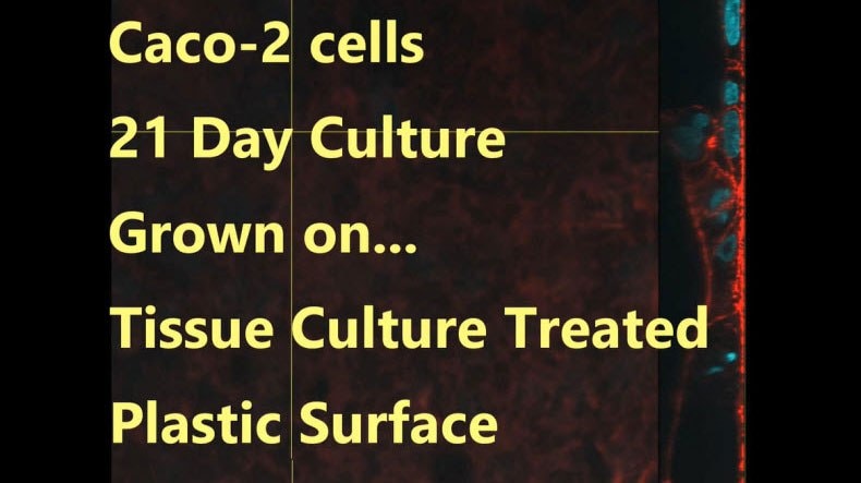 Caco 2 Cells 21 Day Culture