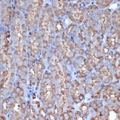 Anti-ALDH1L1 antibody produced in rabbit