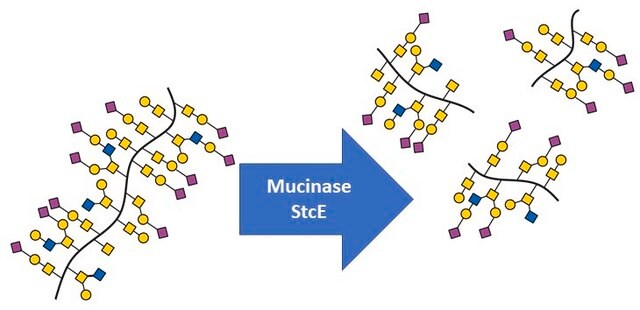 Mucinase StcE from EHEC, recombinant, powder