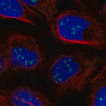 Anti-CASP8AP2 antibody produced in rabbit Prestige Antibodies® Powered by Atlas Antibodies, affinity isolated antibody