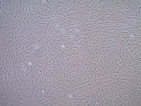 Fetal Bovine Serum US Origin, Mesenchymal Stem Cell Qualified FBS, sterile-filtered, suitable for stem cell culture