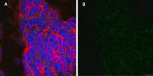 Anti-phospho-TrkB (Tyr816) Antibody, clone 2C21 ZooMAb® Rabbit Monoclonal recombinant, expressed in HEK 293 cells