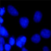 双苯并咪唑 H 33342 三盐酸盐 ≥98% (HPLC)