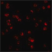 Anti-TLR8 antibody produced in rabbit affinity isolated antibody, buffered aqueous solution