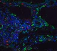 Monoclonal Anti-ORAI3 antibody produced in mouse clone 2H2G9, purified immunoglobulin, buffered aqueous solution