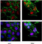 抗-Ki-67抗体 Chemicon®, from rabbit