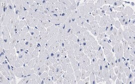 Anti-Laminin B2 Antibody, clone 1B9 ZooMAb® Rabbit Monoclonal recombinant, expressed in HEK 293 cells