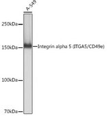 Anti-Integrin alpha 5 (ITGA5/CD49e) Antibody, clone 8F2O6, Rabbit Monoclonal