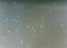 Annexin V-FITC Apoptosis Detection Kit