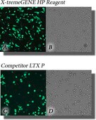 X-tremeGENE™ HP DNA Transfection Reagent High-performance polymer reagent for transfecting many cell lines