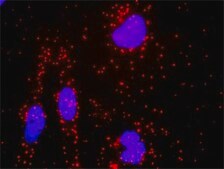 Monoclonal Anti-AR antibody produced in mouse clone 1G3, purified immunoglobulin, buffered aqueous solution