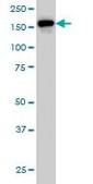 Monoclonal Anti-ROCK2 antibody produced in mouse clone 2A4, purified immunoglobulin, buffered aqueous solution